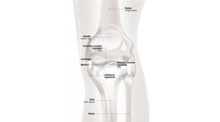 Understanding total knee replacement Knee anatomy 0 1